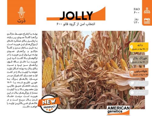 بذر ذرت jolly